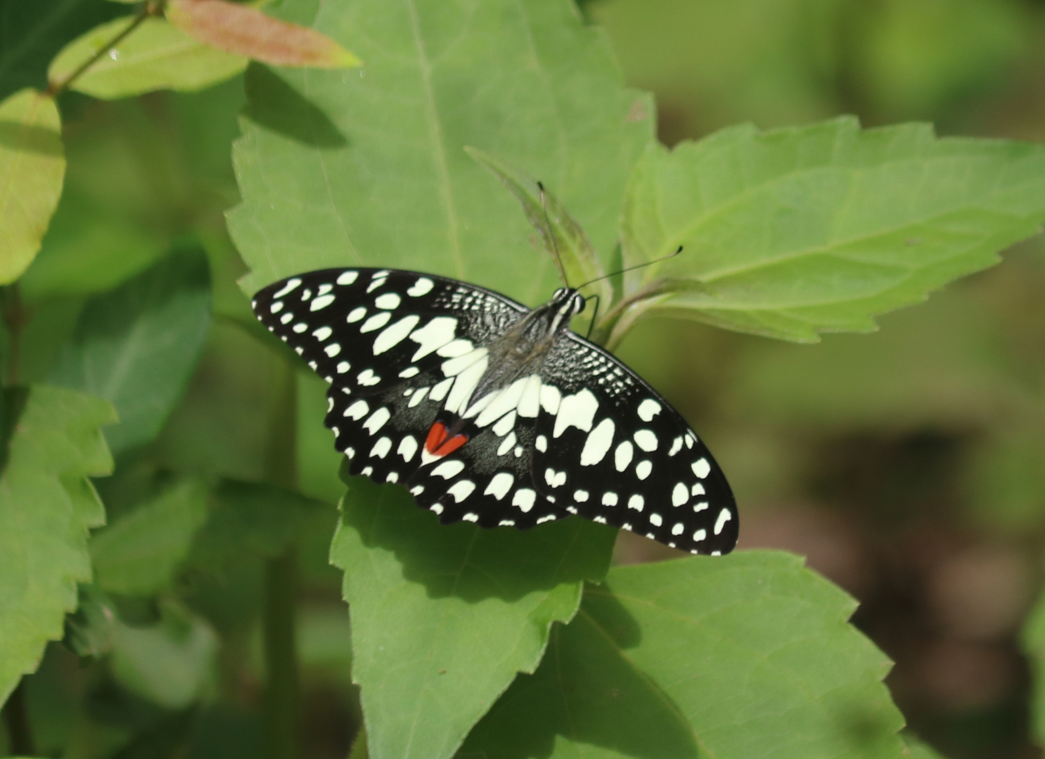 Lime Swallowtail