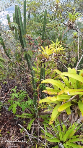 Vriesea procera