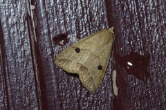 Bocula caradrinoides