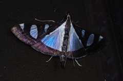 Glyphodes actorionalis