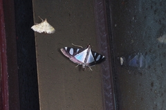 Glyphodes actorionalis