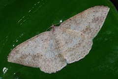 Luxiaria mitorrhaphes