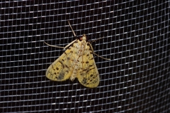 Conogethes punctiferalis