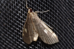Luma sericea