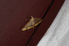 Prophantis adusta