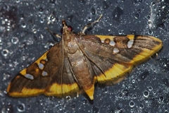 Prophantis adusta