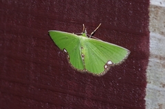 Comibaena procumbaria