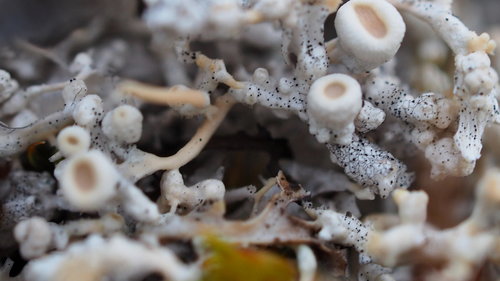 Arctic Saucer Lichen