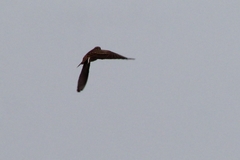 Alaudala rufescens