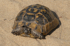 Testudo graeca ibera