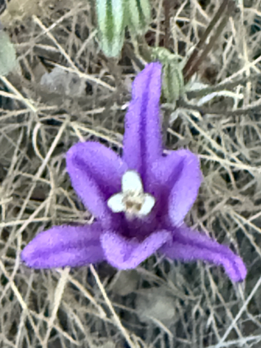 Brodiaea sierrae, photograph 5