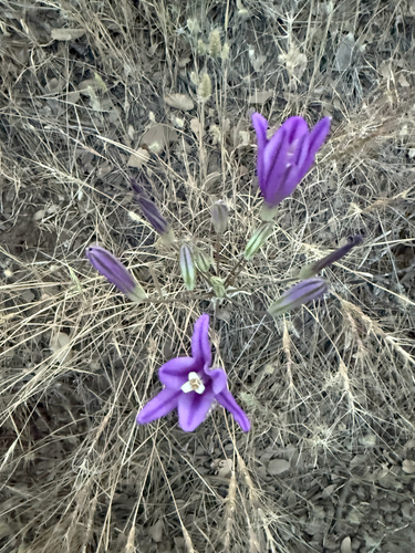 Brodiaea sierrae, photograph 3