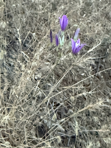 Brodiaea sierrae, photograph 6