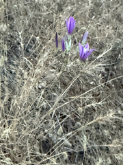 Brodiaea sierrae, photograph author not stated, no rights reserved