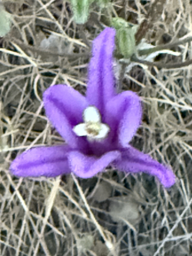 Brodiaea sierrae, photograph 4