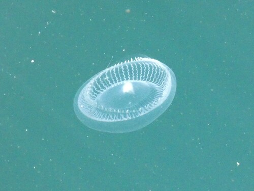 Victoria's Crystal Jelly, photo 7 of 9