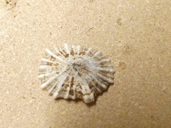 Siphonaria denticulata