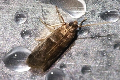 Patagoniodes nipponella