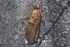 Patagoniodes nipponella