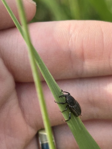 Rocky Mountain Billbug
