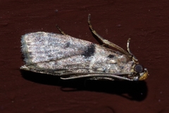 Patagoniodes nipponella