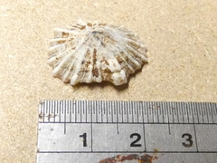 Siphonaria denticulata