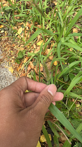 Setaria adhaerens observed 2025-06-16