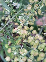 Lepidium virginicum