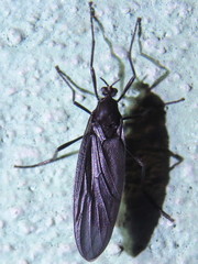 Penthetria heteroptera