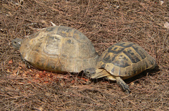 Testudo graeca ibera