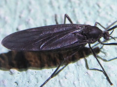 Penthetria heteroptera