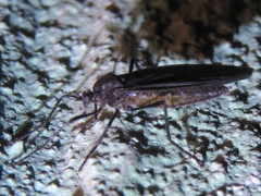 Penthetria heteroptera
