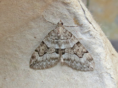 Thera contractata