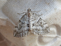 Thera contractata