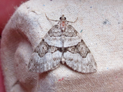 Thera contractata