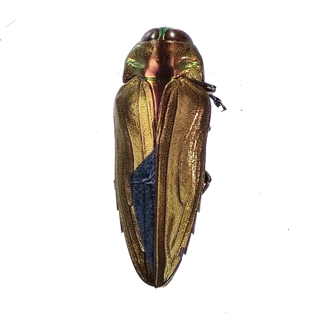 Belionota fulgidicollis