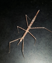 Acanthomima rhipheus