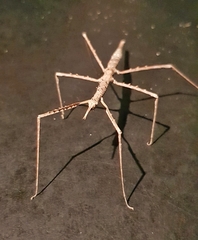 Acanthomima rhipheus