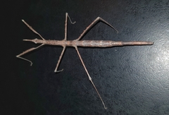 Acanthomima rhipheus