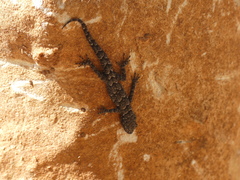 Mediodactylus orientalis