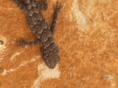 Mediodactylus orientalis