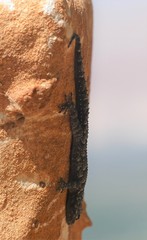 Mediodactylus orientalis