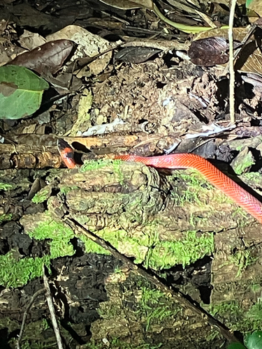 Tschudi's False Coral Snake