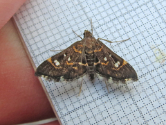 Diathrausta
