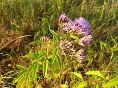 Chromolaena pulchella