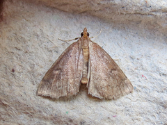 Perispasta caeculalis