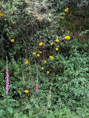 Bidens rubifolia