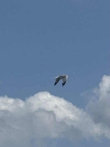 California Gull