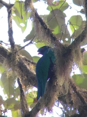 Pharomachrus antisianus