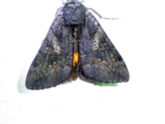 Catocala antinympha